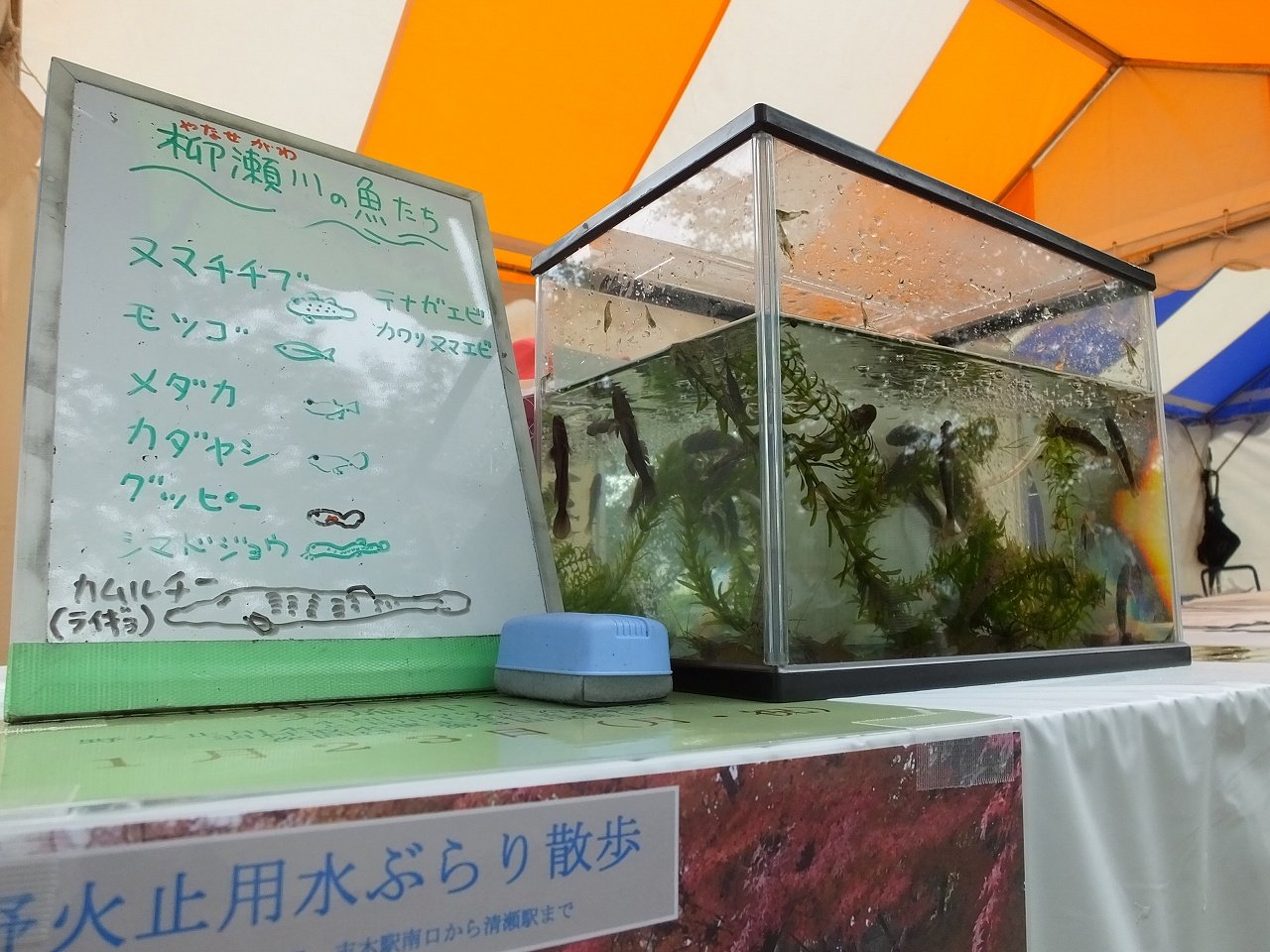s-DSCF9352