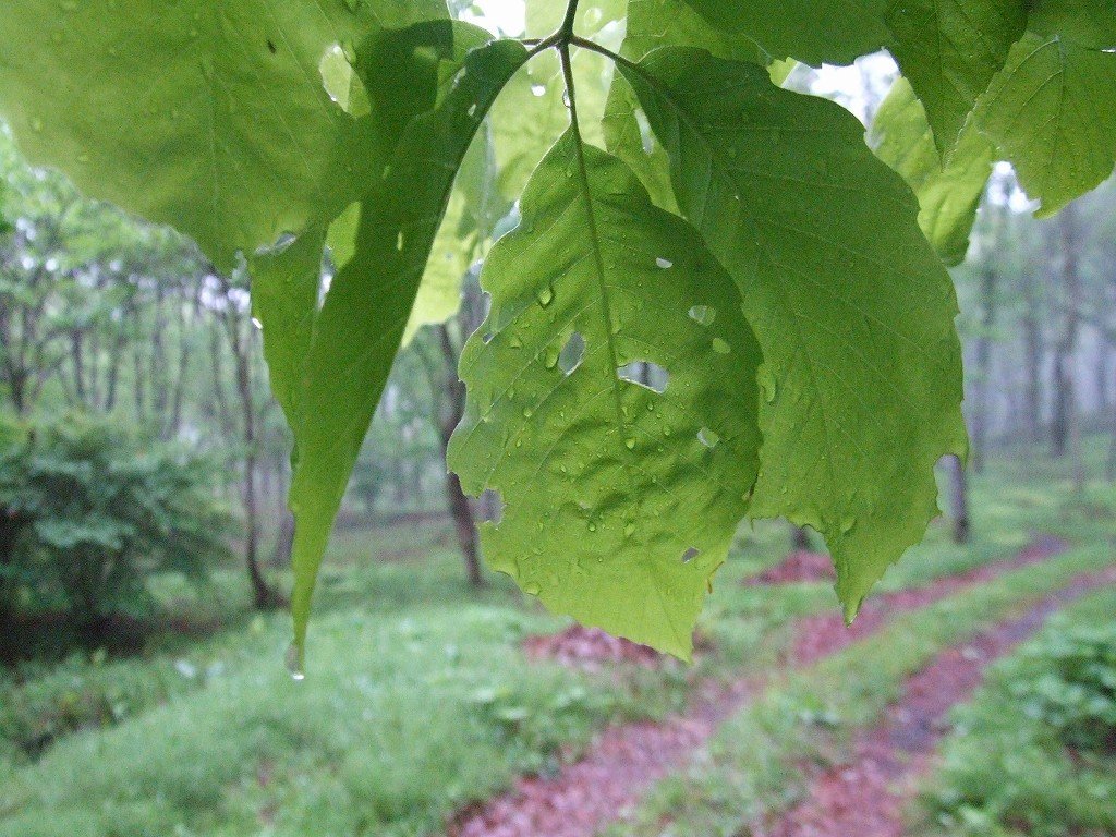 s-DSCF6971