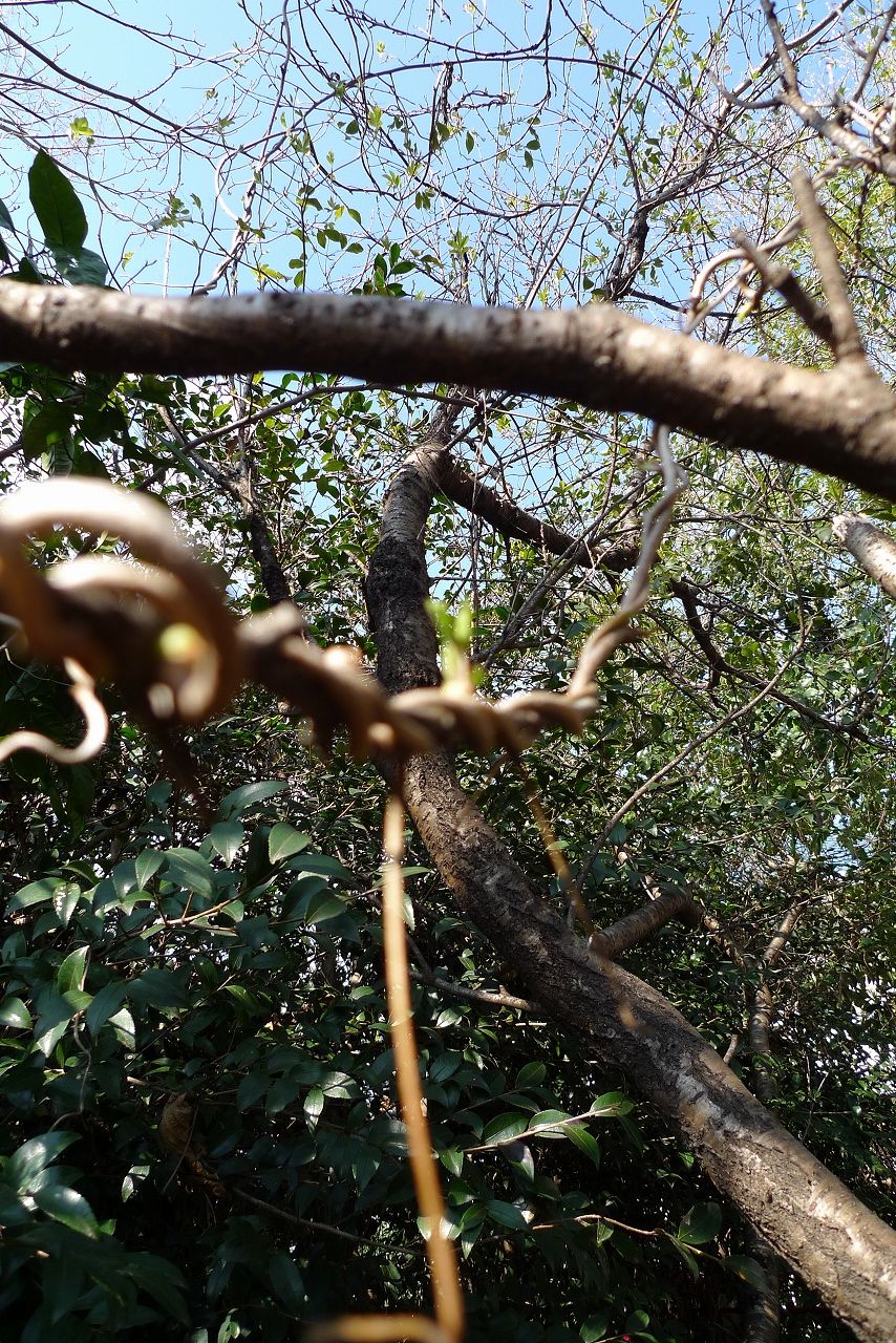 s-P1150297