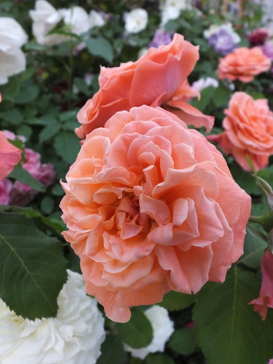 s-DSCF8026