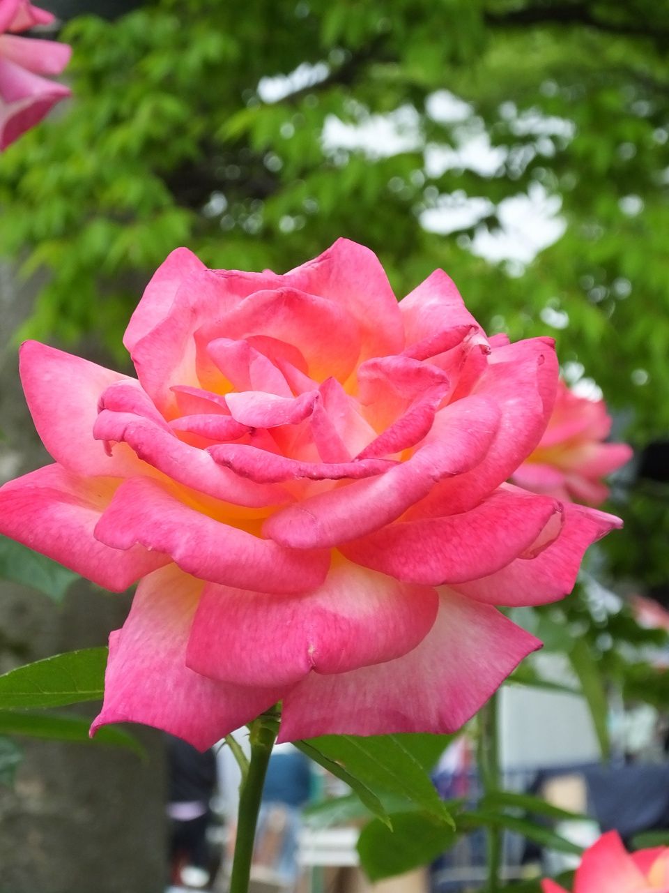s-DSCF7533