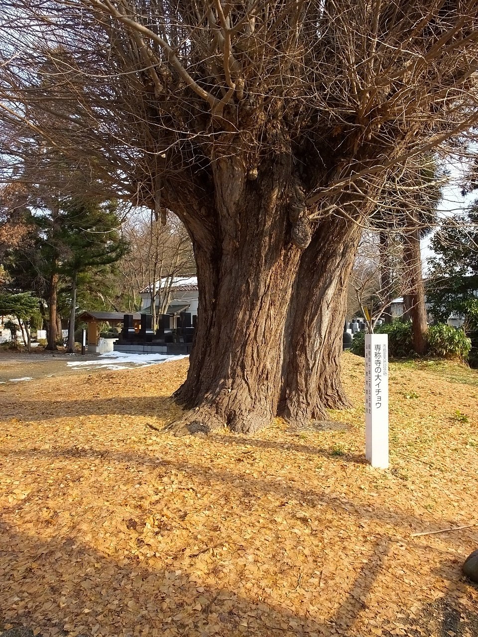s-DSCF5850