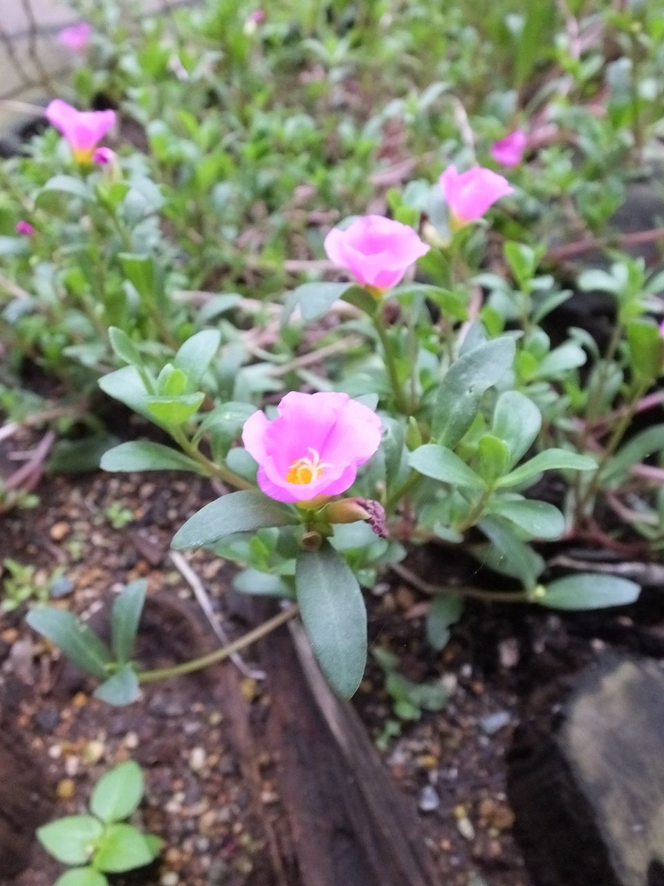 s-DSCF9932