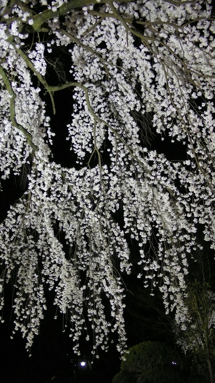 s-P1610952
