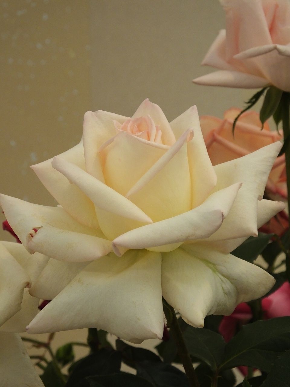 s-DSCF8009