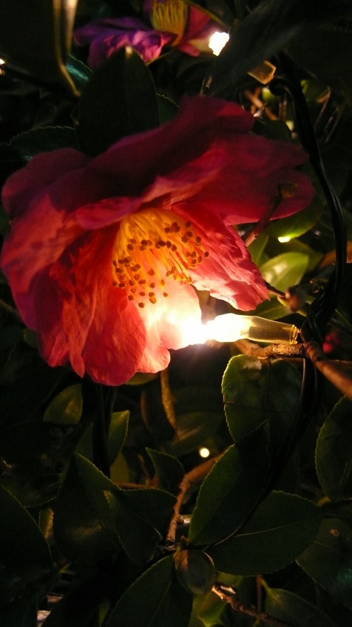 s-P1730372