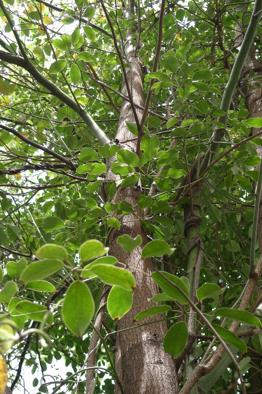 s-P1340605