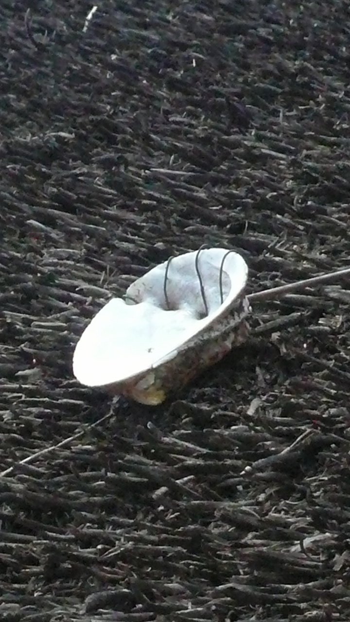 s-P1680284
