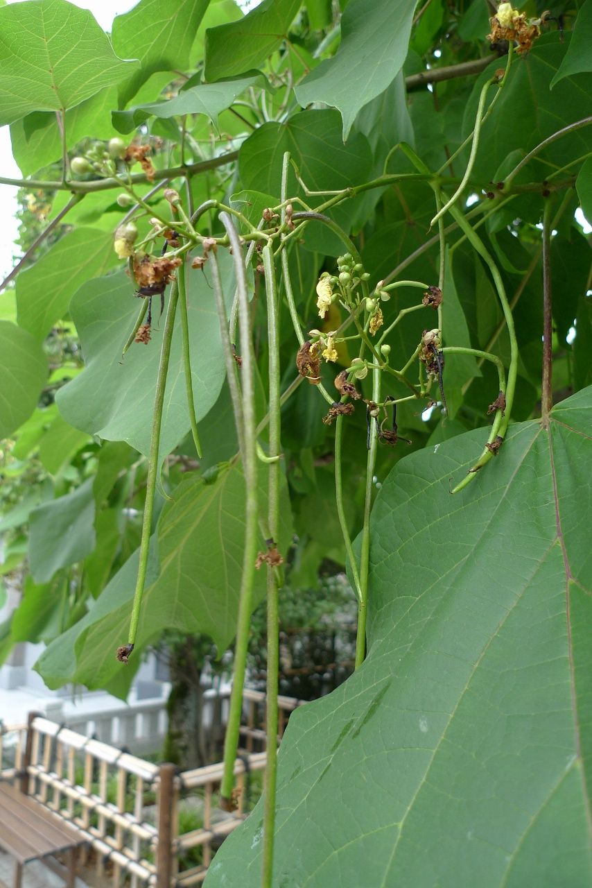 s-P1370637