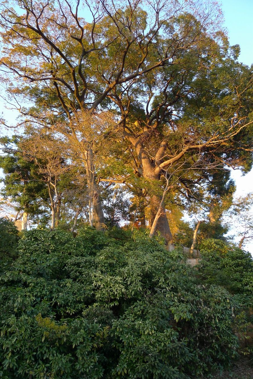 s-P1450198