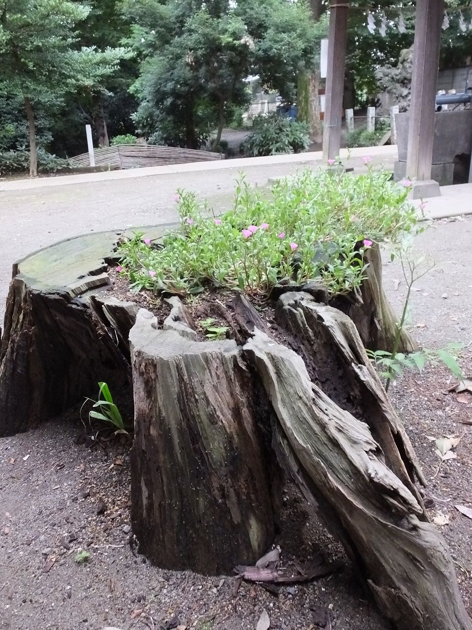 s-DSCF9929