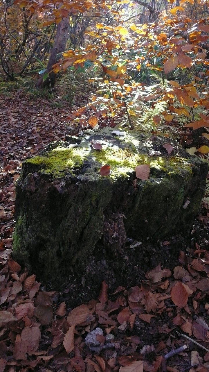 s-P1710601