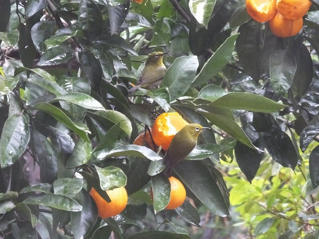 s-DSCF8295