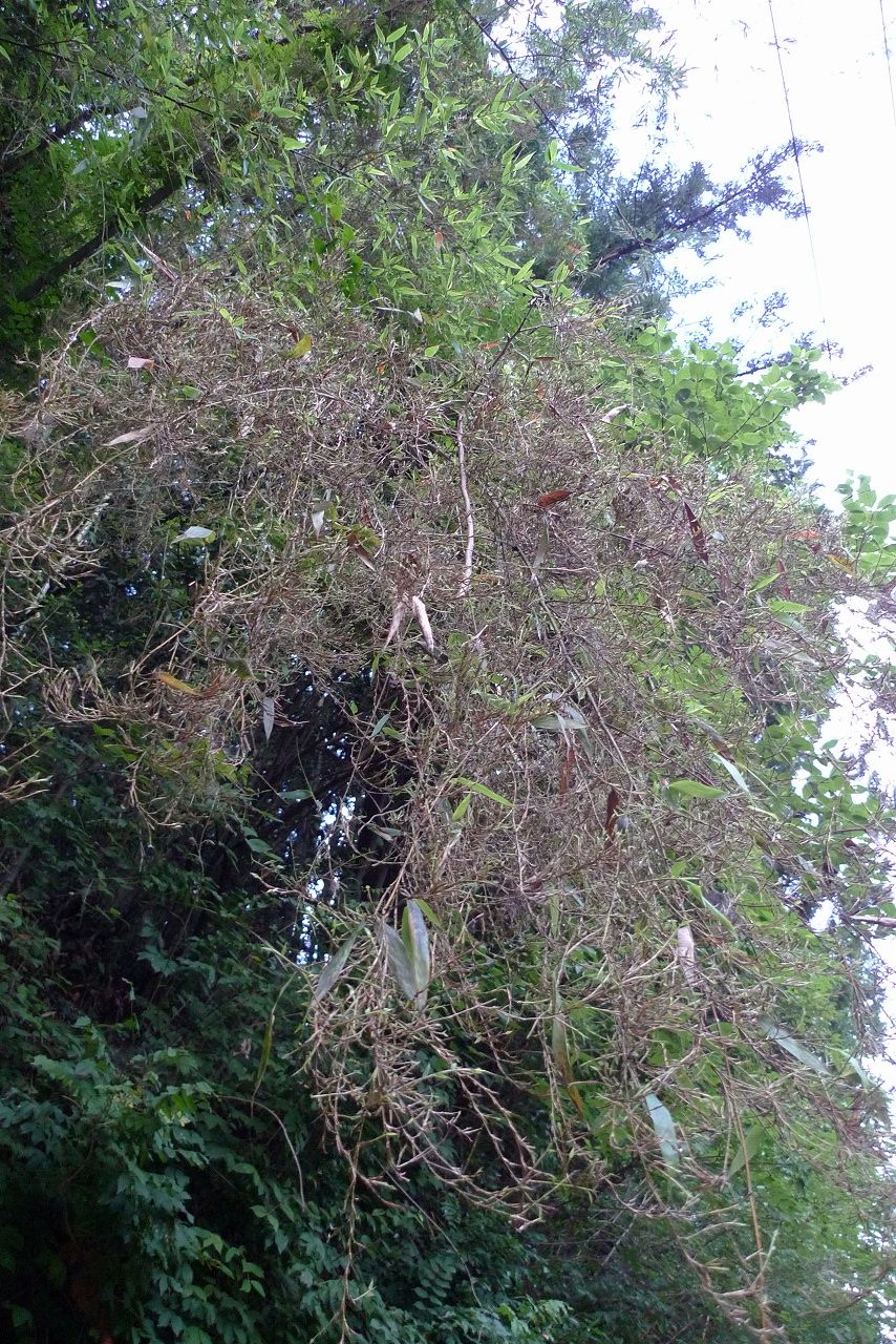 s-P1380023