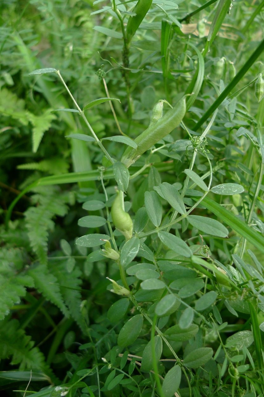 s-qP1340946