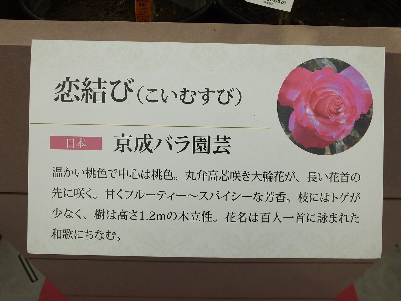 s-DSCF7607
