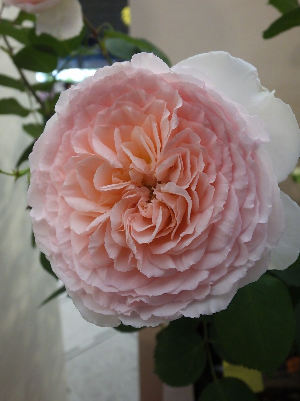 s-DSCF7633