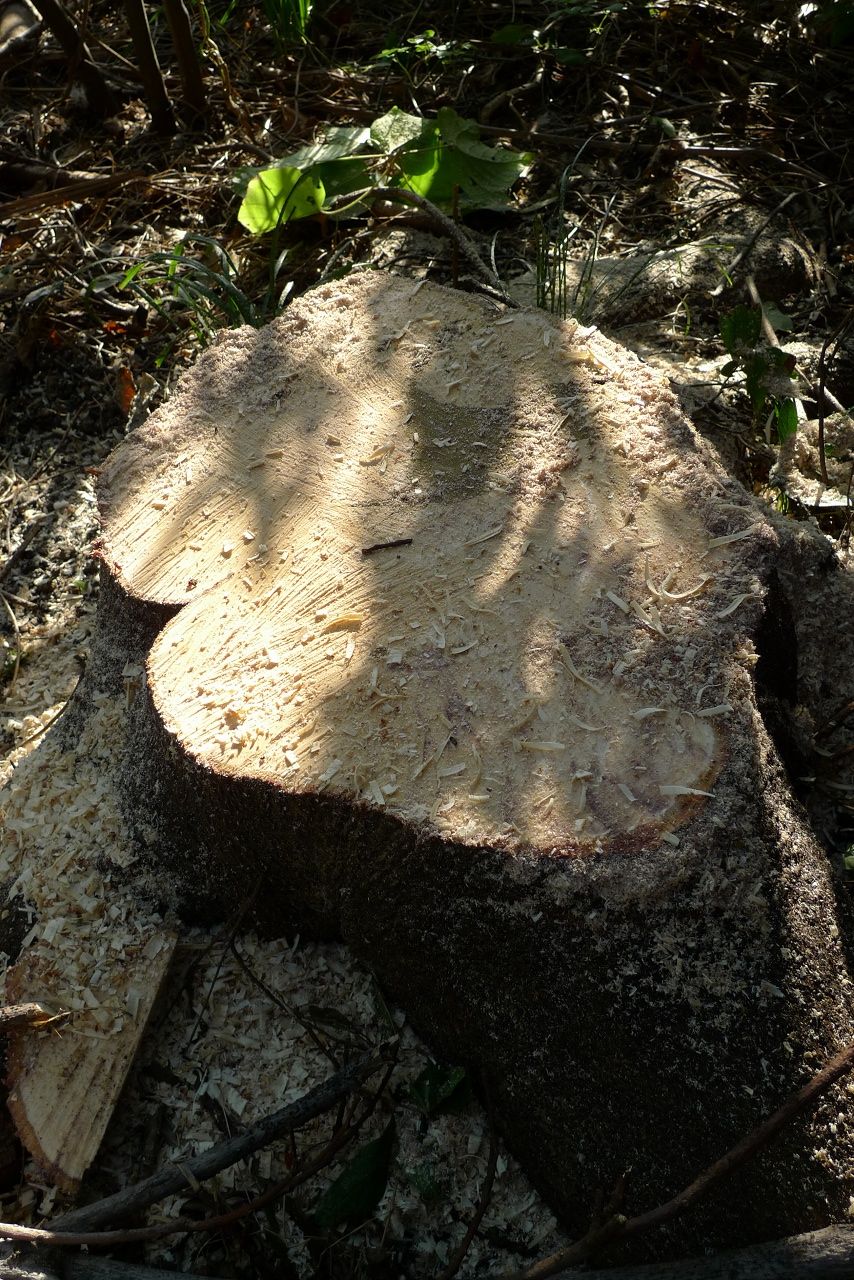 s-P1580564