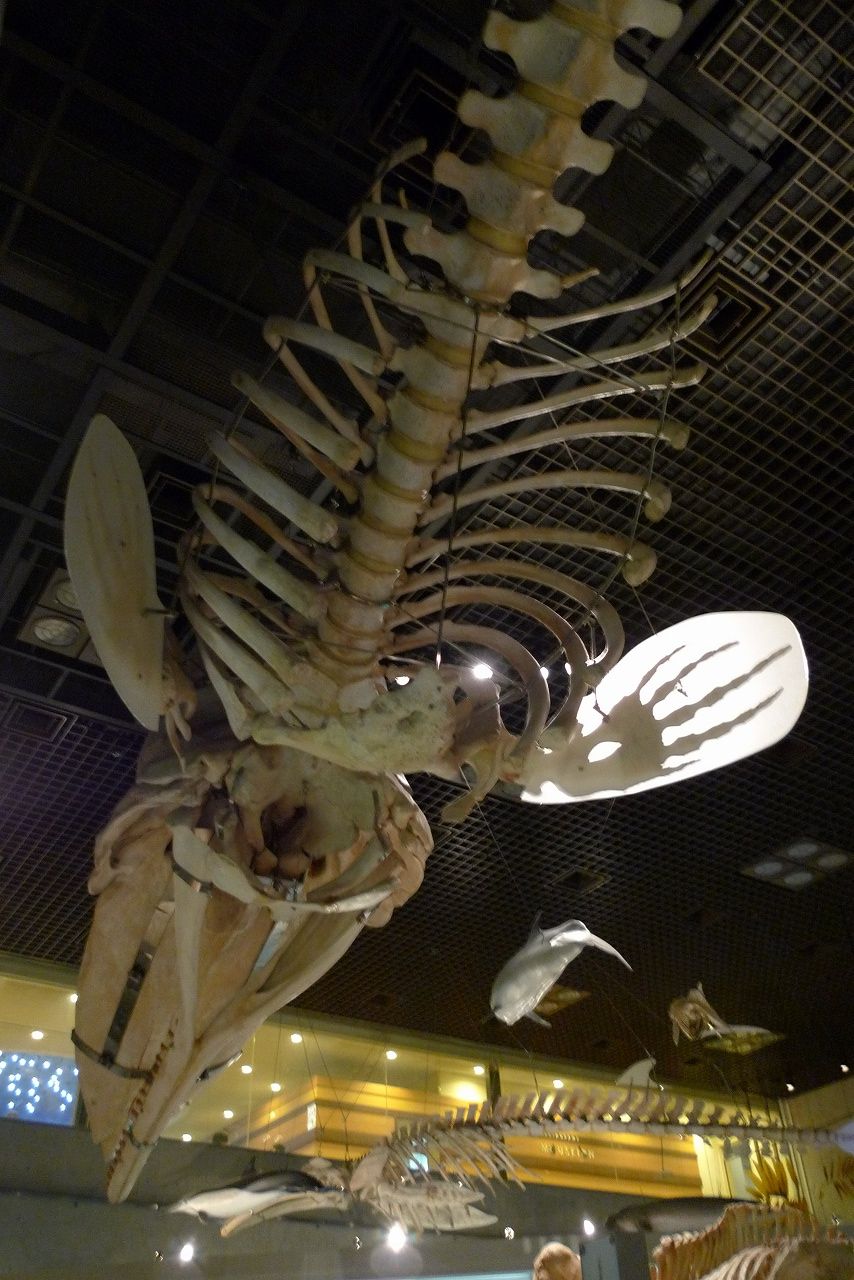 s-P1420538