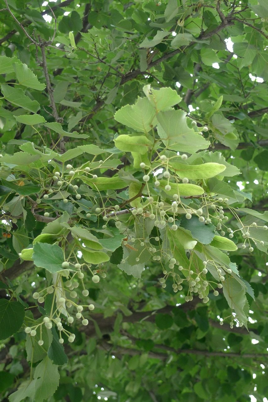 s-P1370651
