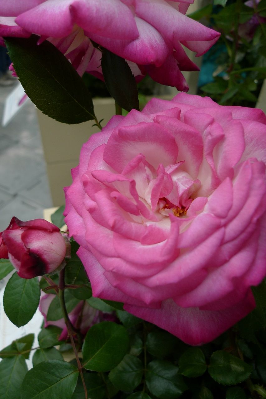 s-P1350480