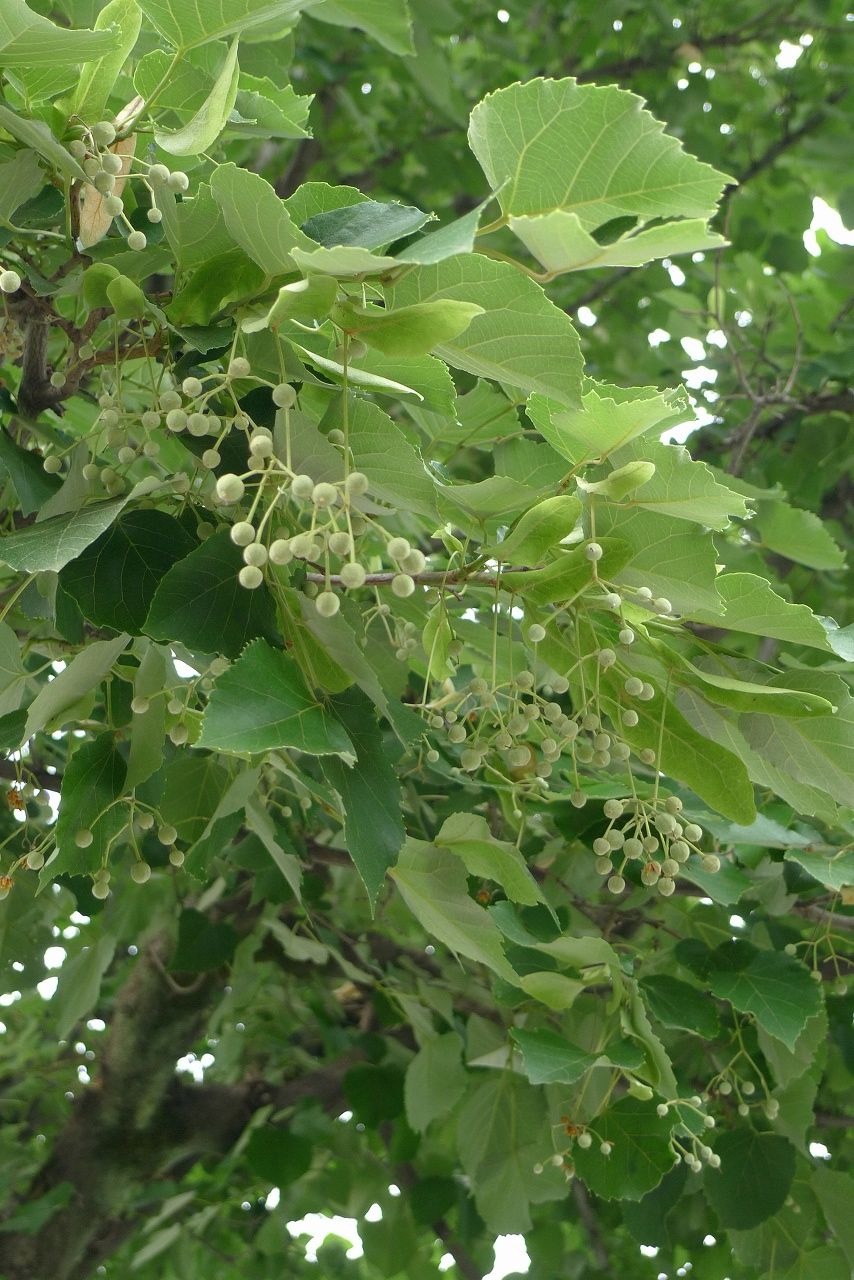 s-P1370652