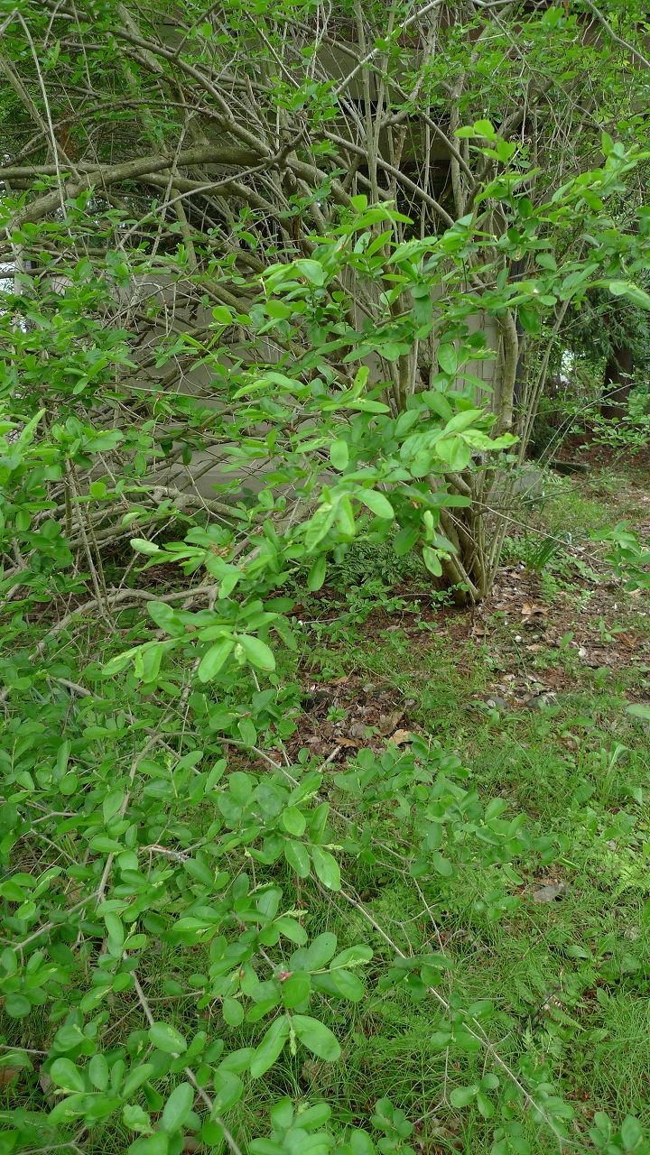 s-P1180329
