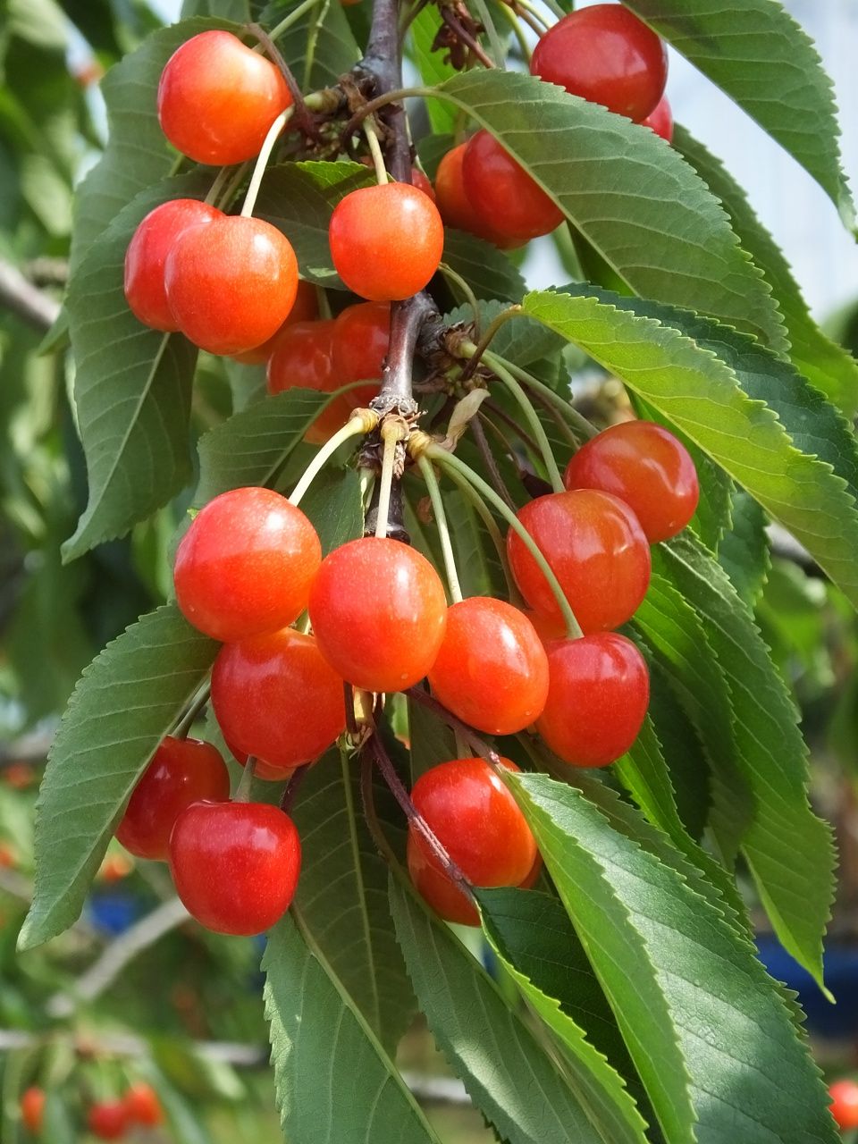 s-DSCF8860