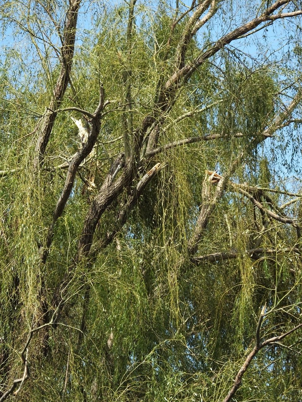 s-DSCF0299