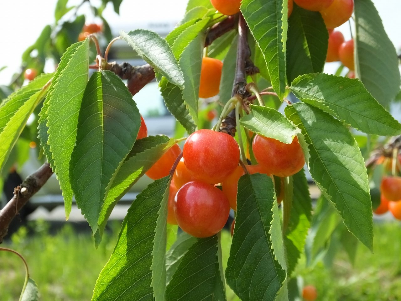 s-DSCF8867