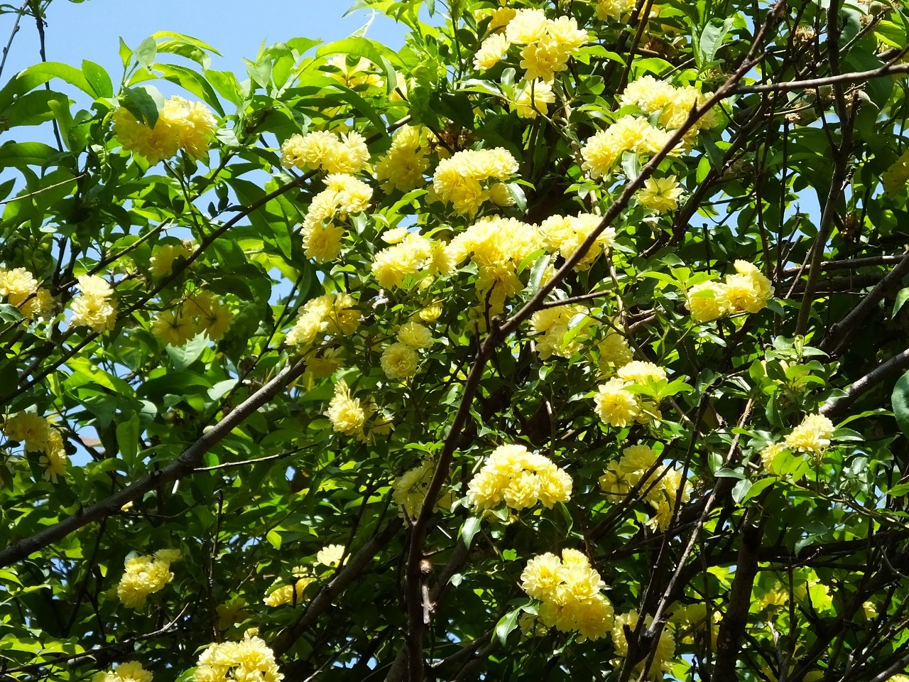 s-DSCF7462