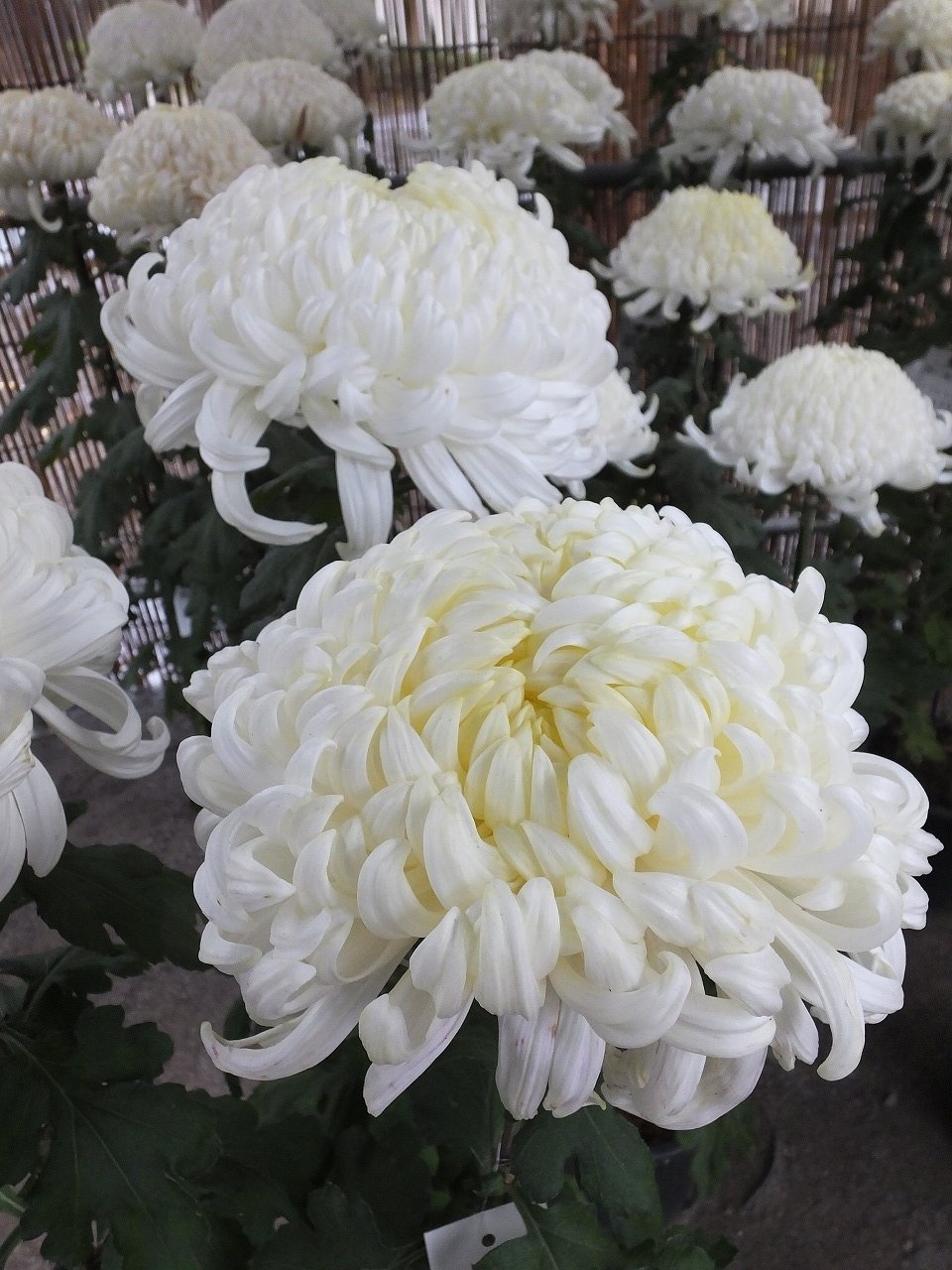 s-DSCF1048
