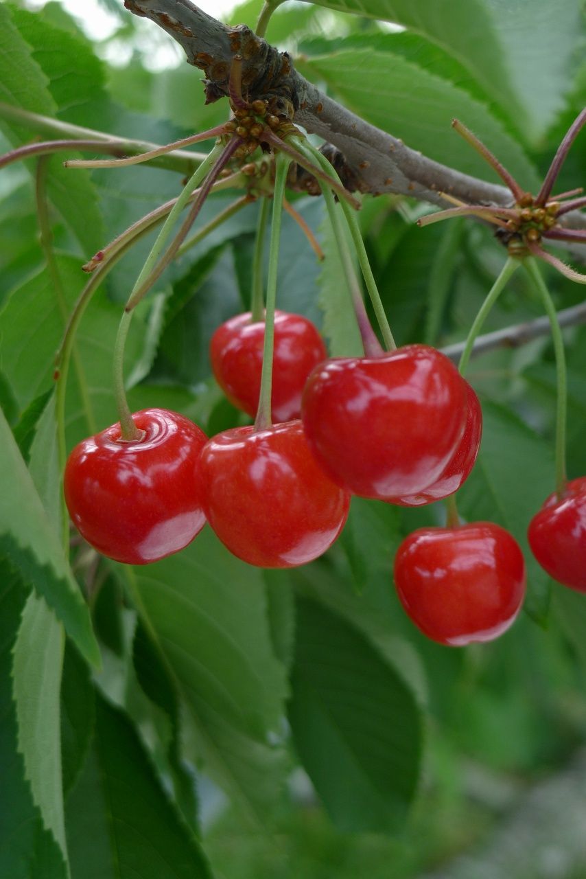 s-P1200044