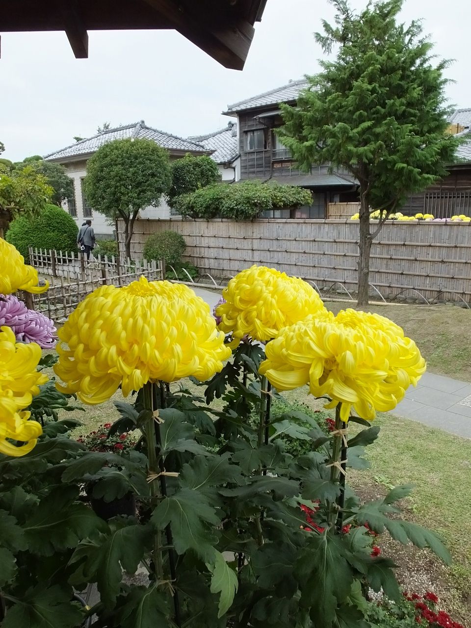 s-DSCF1484