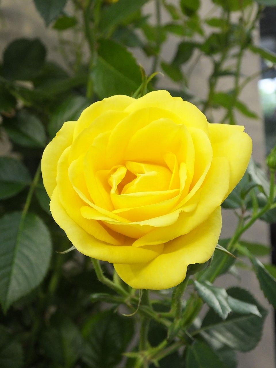 s-DSCF7620