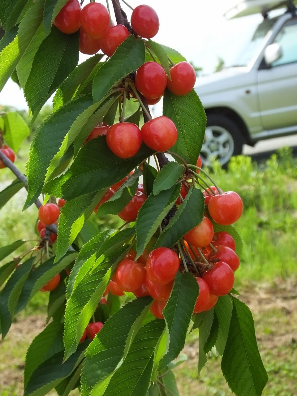 s-DSCF8864
