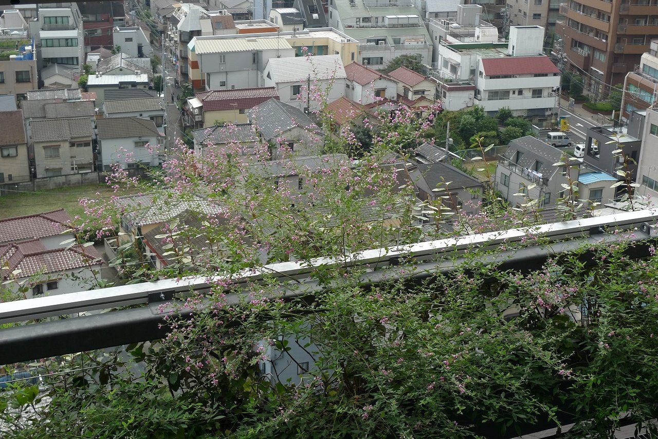 s-P1240358