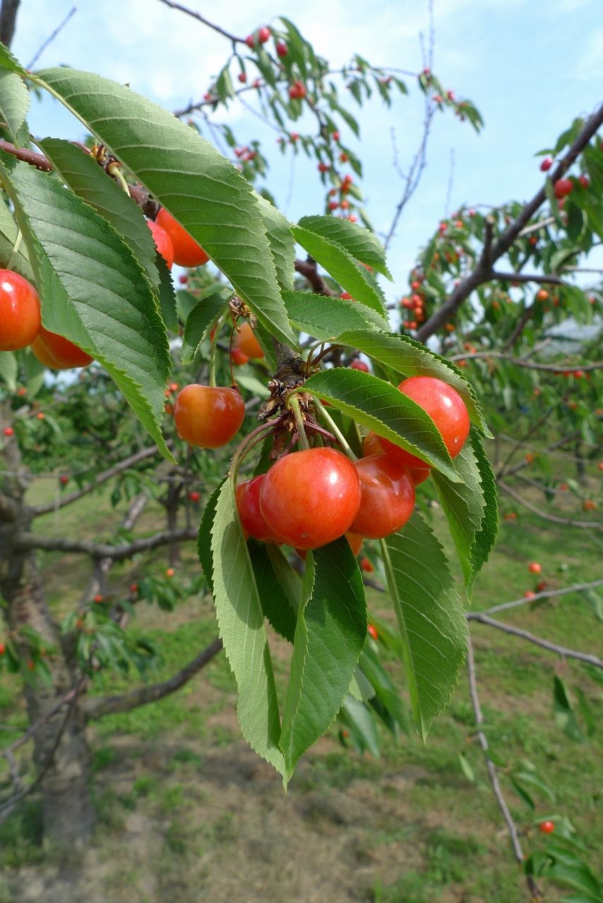 s-P1520480