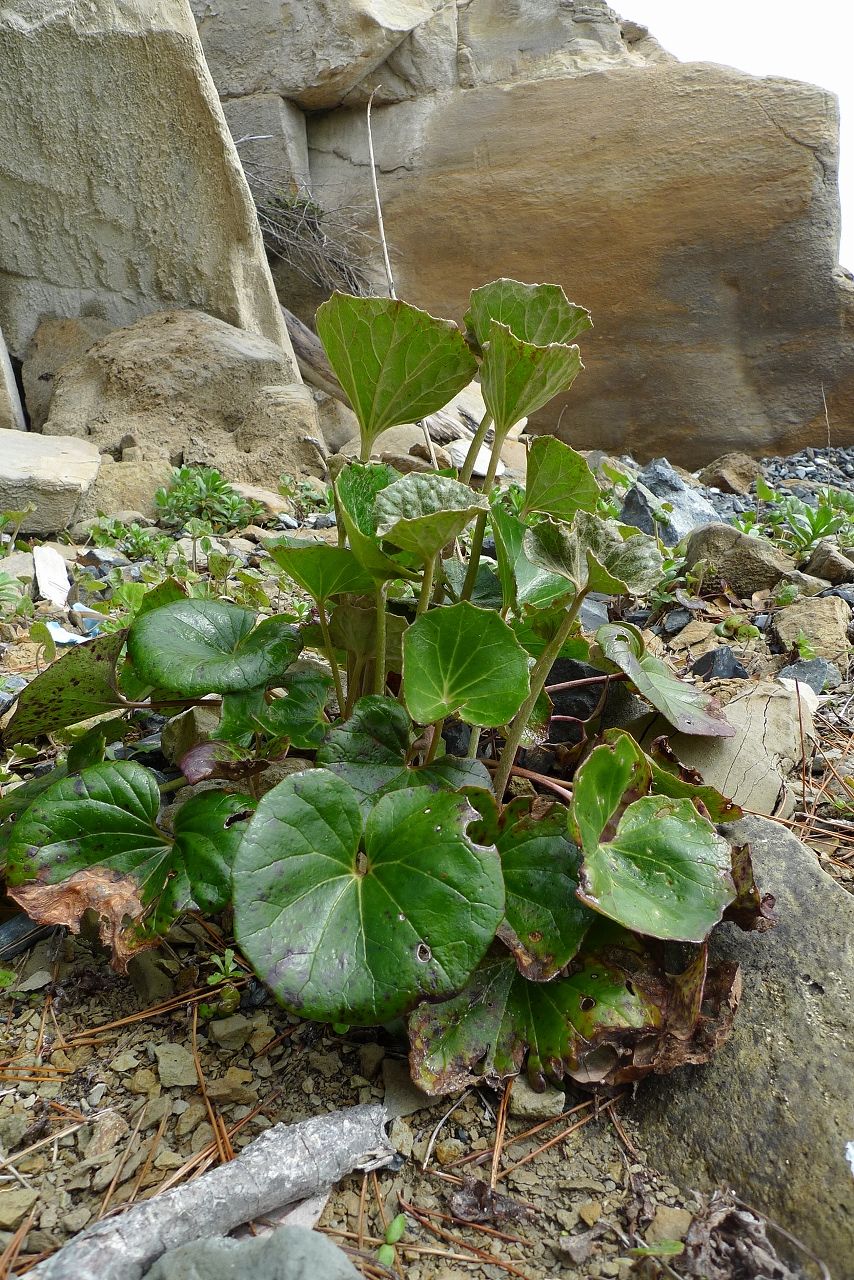 s-P1170267
