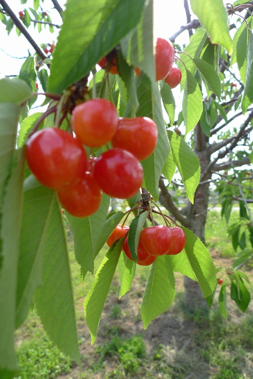 s-P1520464