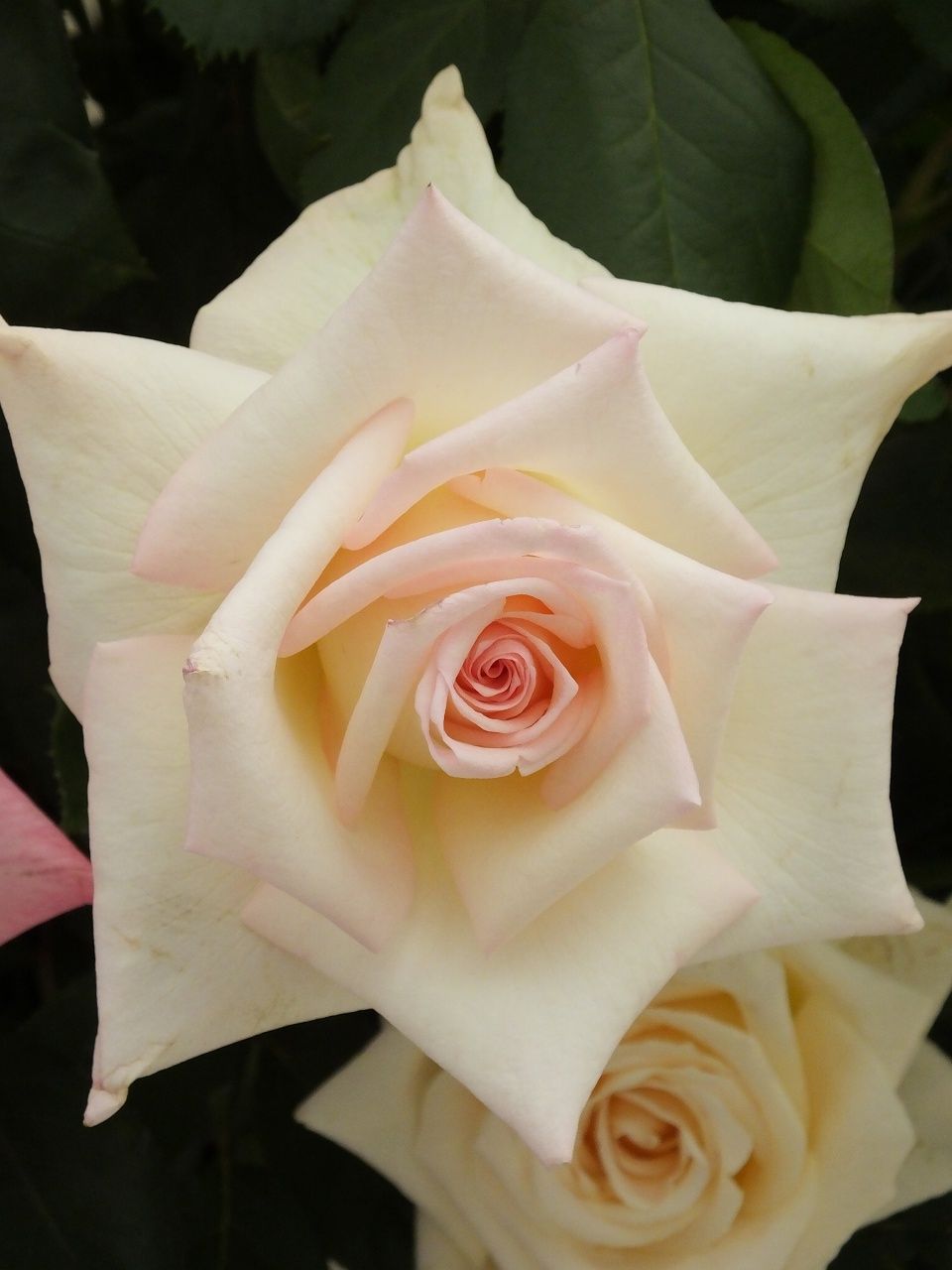 s-DSCF8004