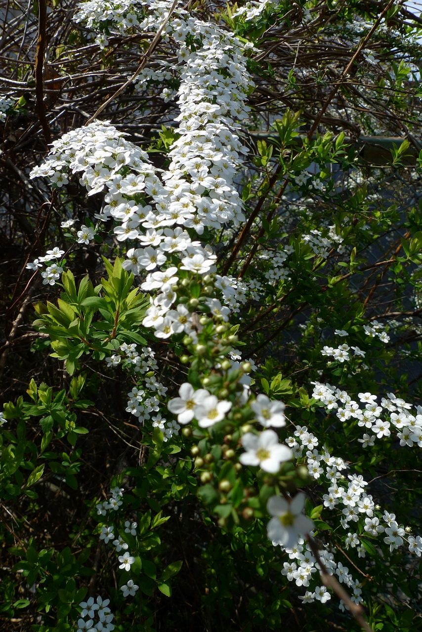 s-P1150303