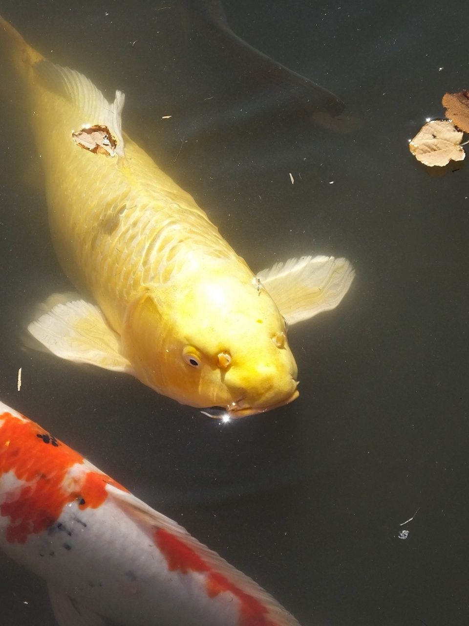 s-DSCF2208