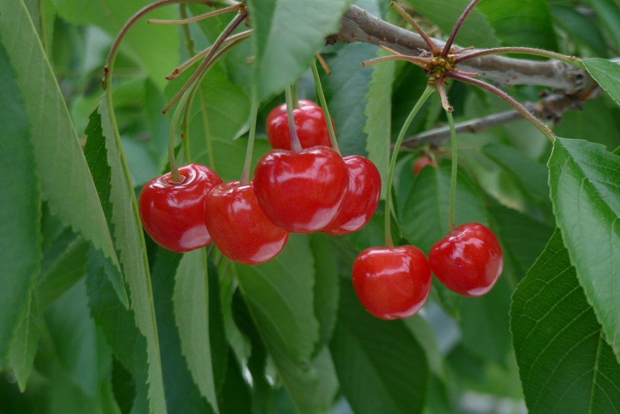 s-P1200043
