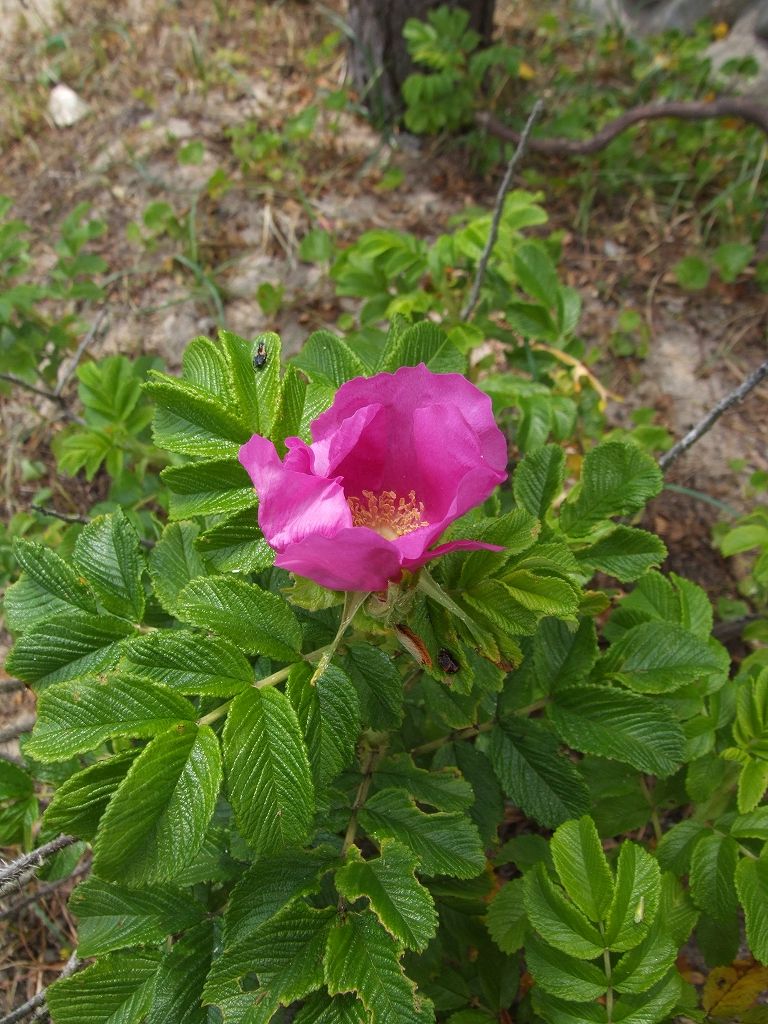 s-DSCF5367