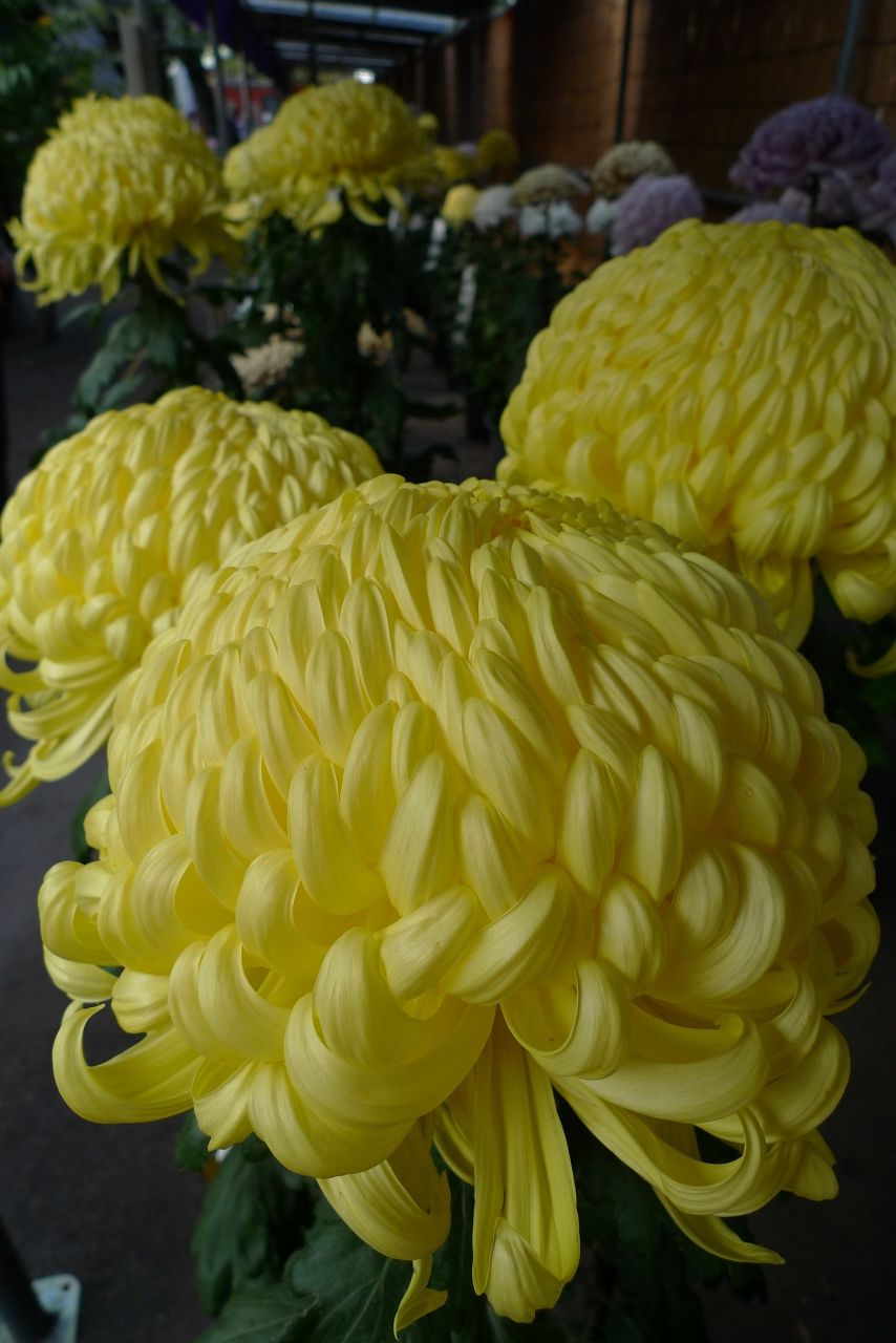 s-P1580762