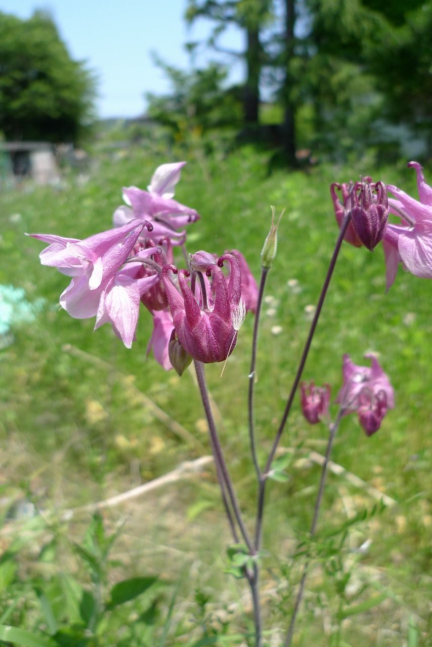 s-P1350919