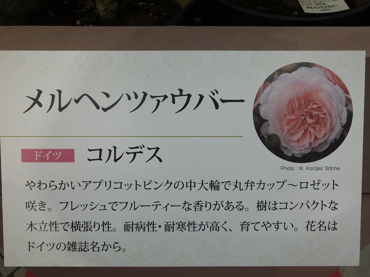 s-DSCF7634