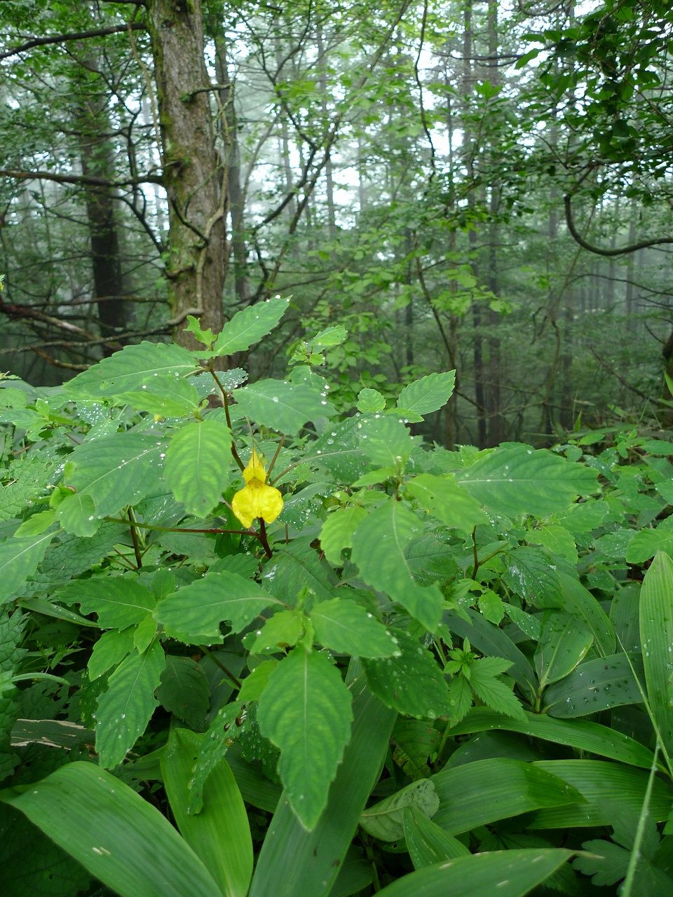 s-P1210944
