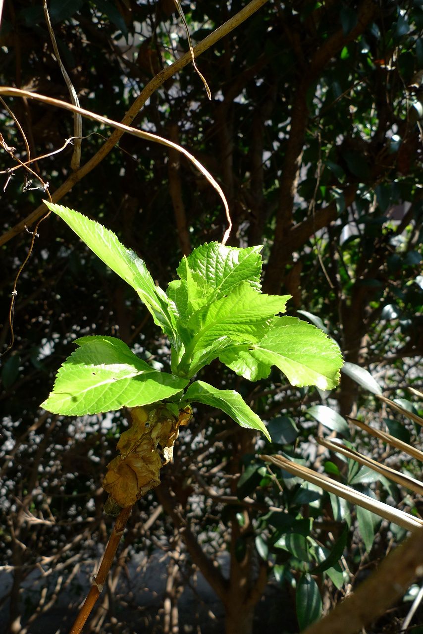 s-P1150295